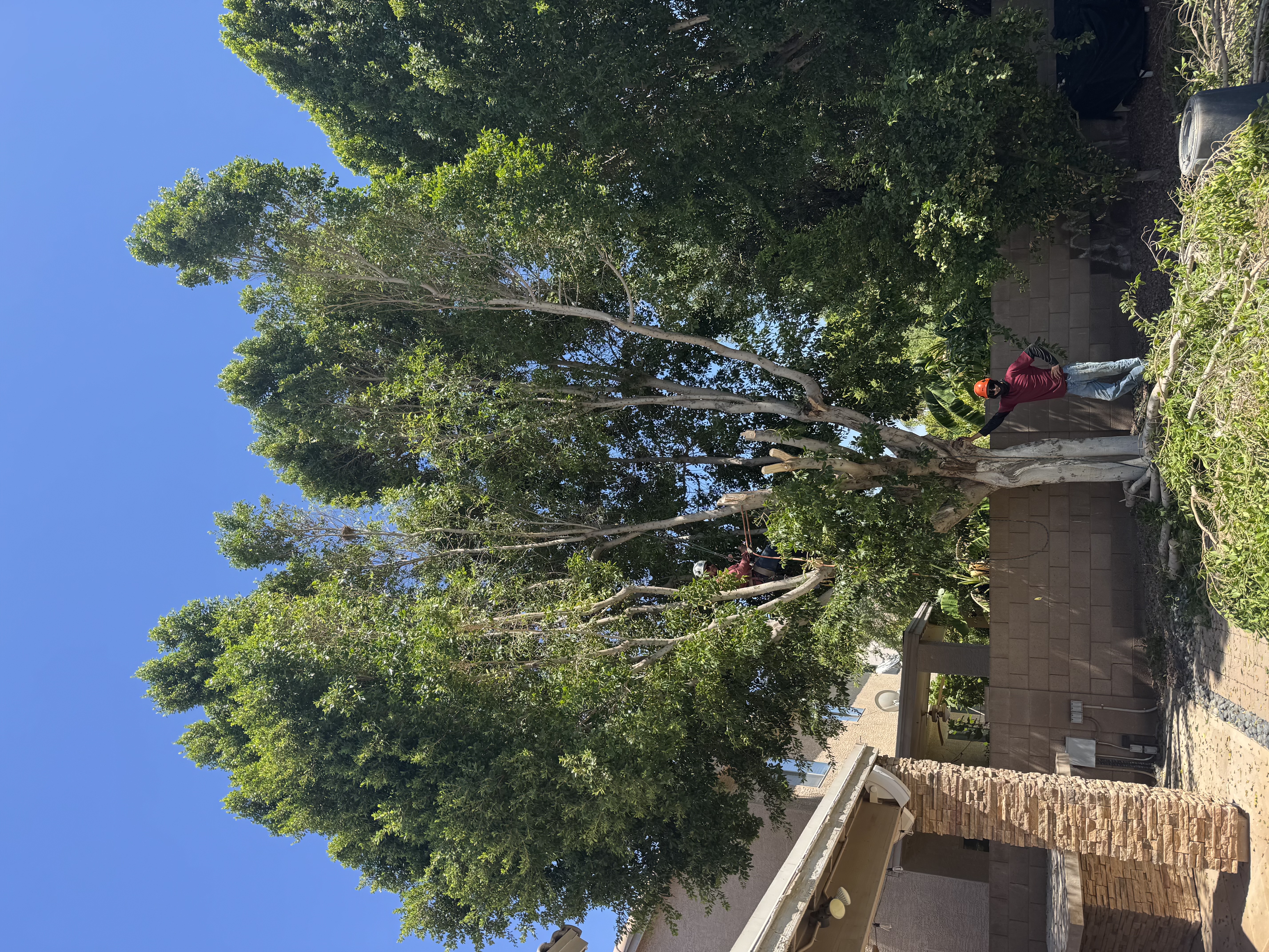 Tree Trimming — Crew in the Canopy