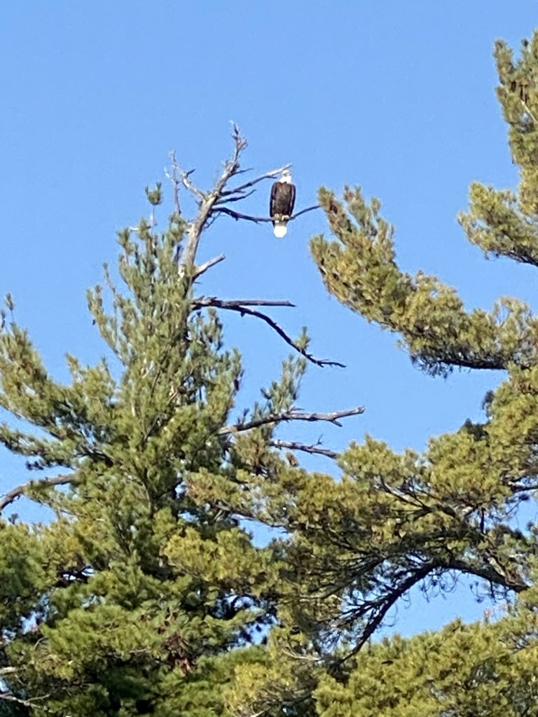 A bald eagle perched in a tall pine against a clear blue sky