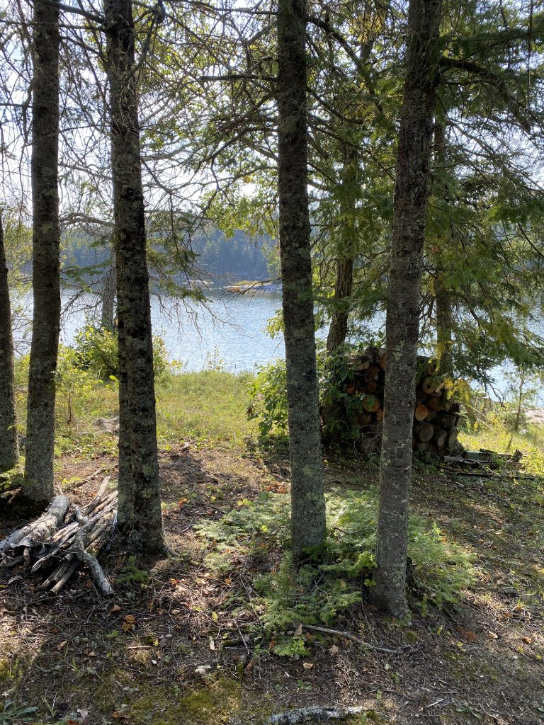 A glimpse of Gunn Lake framed by trees on the point