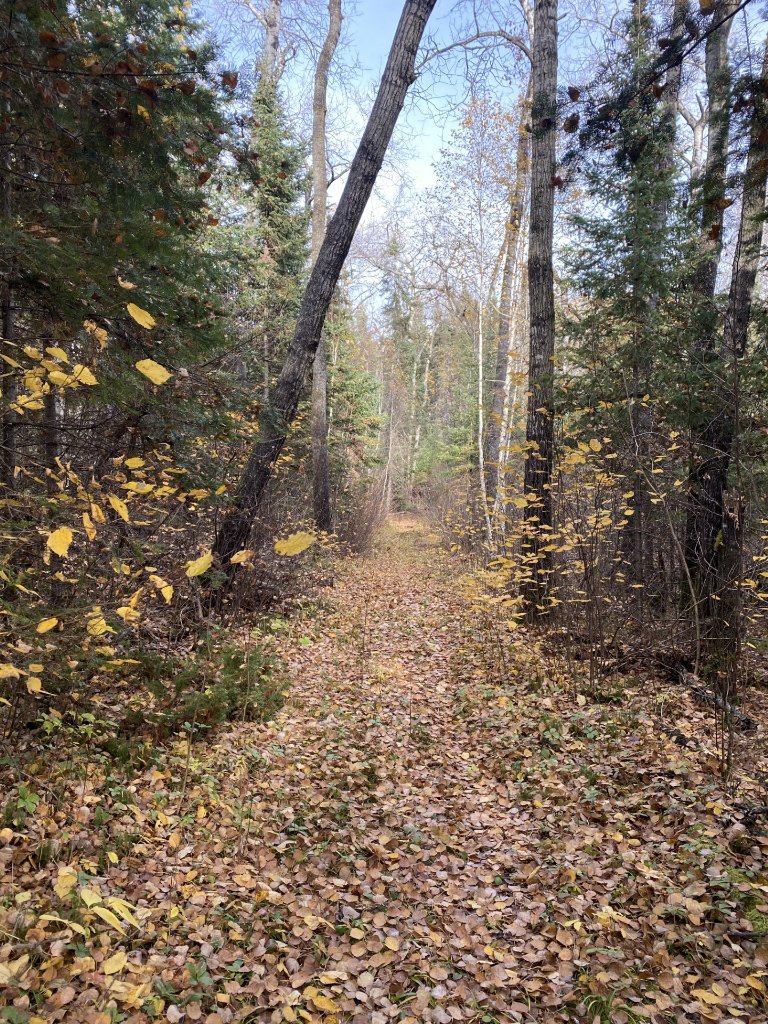 A leaf-covered walking trail through autumn forest near Gunn Lake