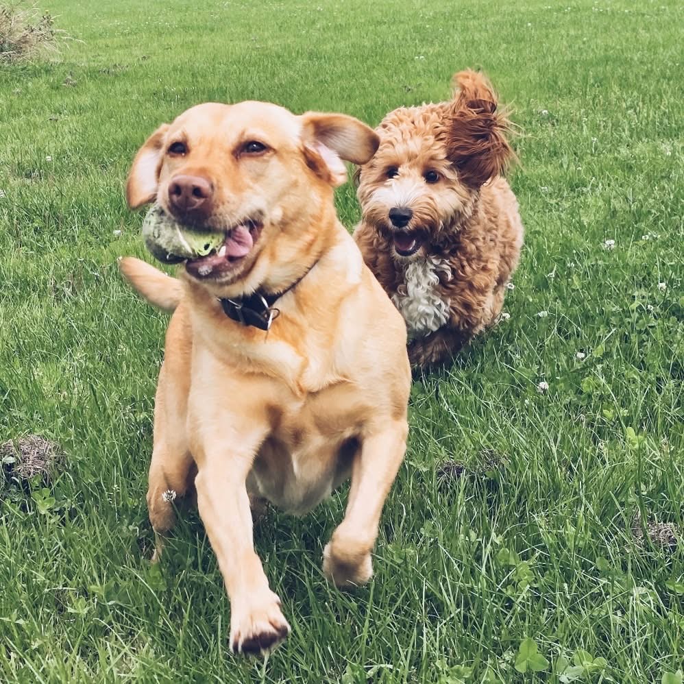 Dogs running together