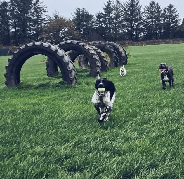 Dogs running by tyres