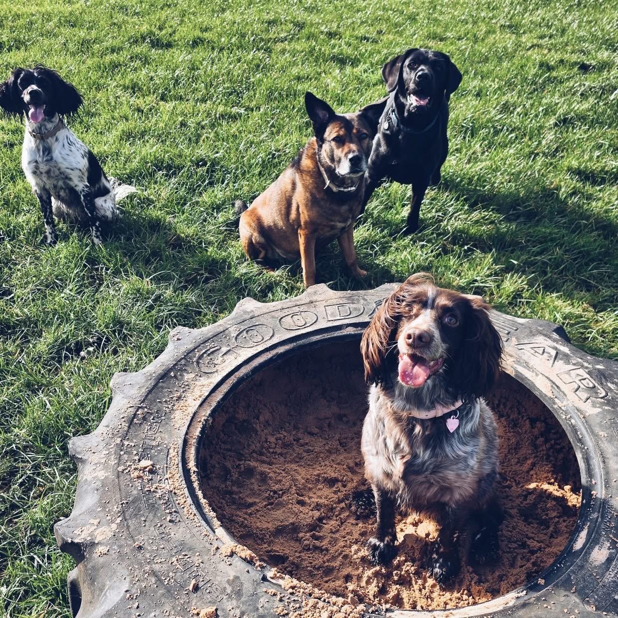 Dogs by sandpit tyre