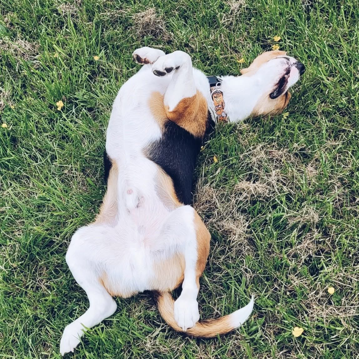 Beagle rolling in grass