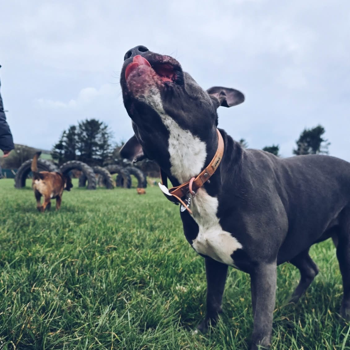 Dog catching hose water