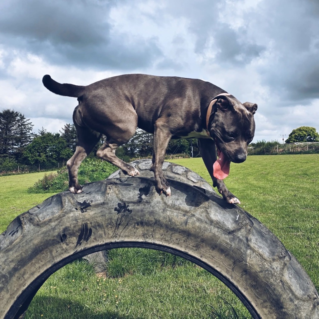 GSD with ball by tyre