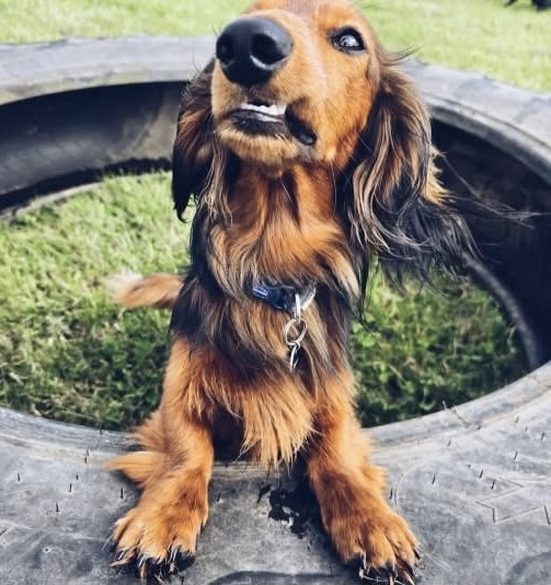 Spaniel in boat with gravel