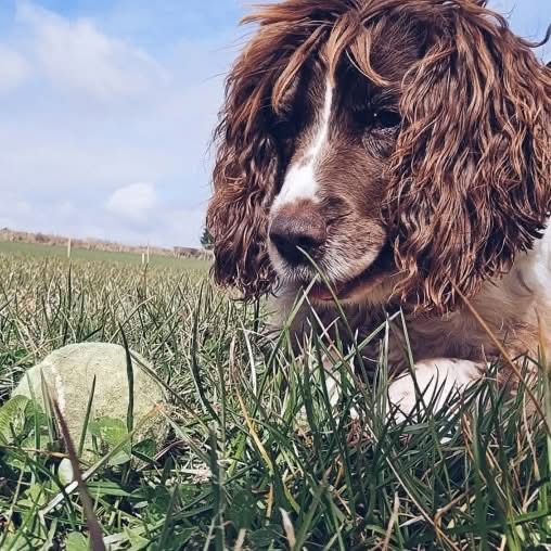 Spaniel with wet hair