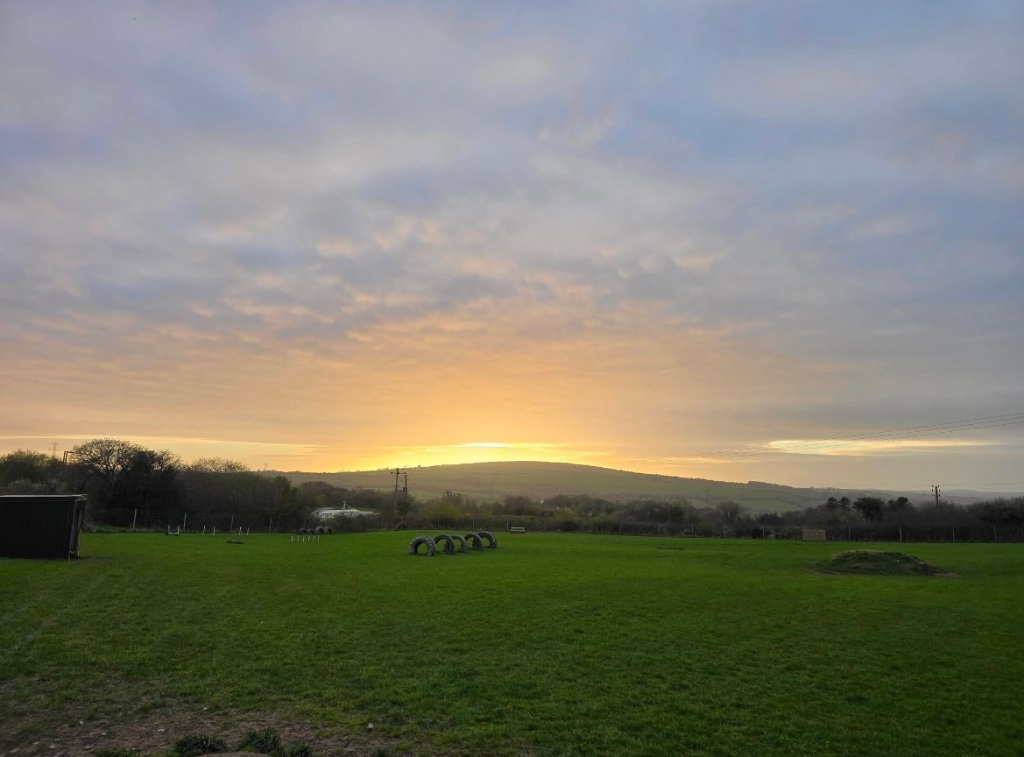 Happy dogs running in a Cornwall field