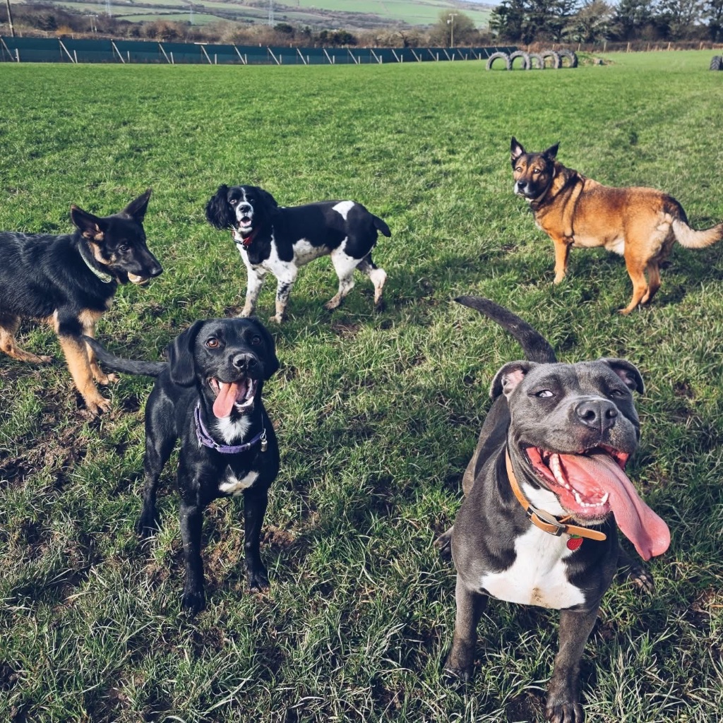 Group of dogs in field