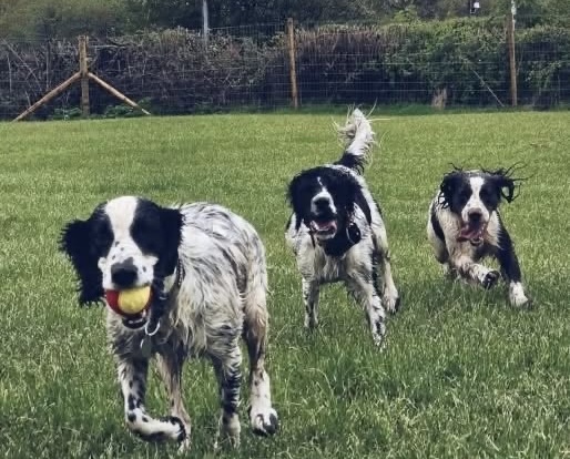 Dogs in sandpit group
