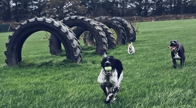 Dog Walking