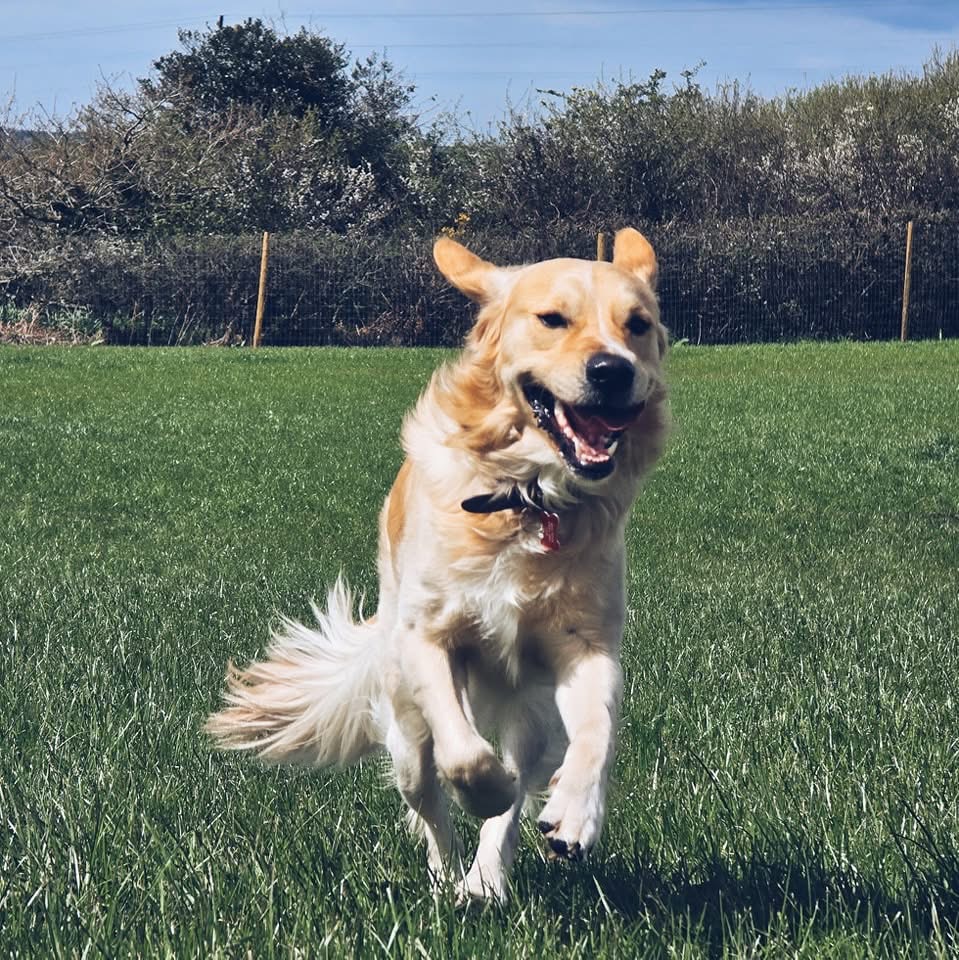 Dogs playing in countryside