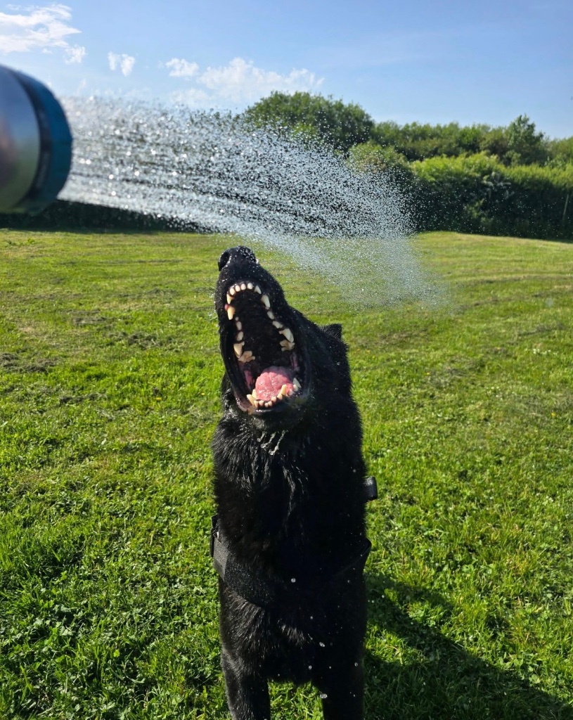 Spaniel through tyre run