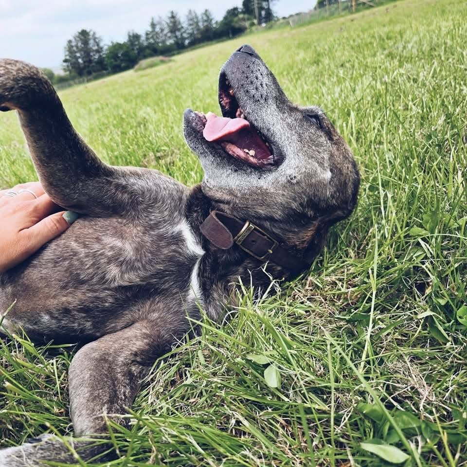 Staffie rolling in grass