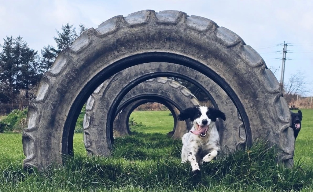 Dogs running in Cornwall field
