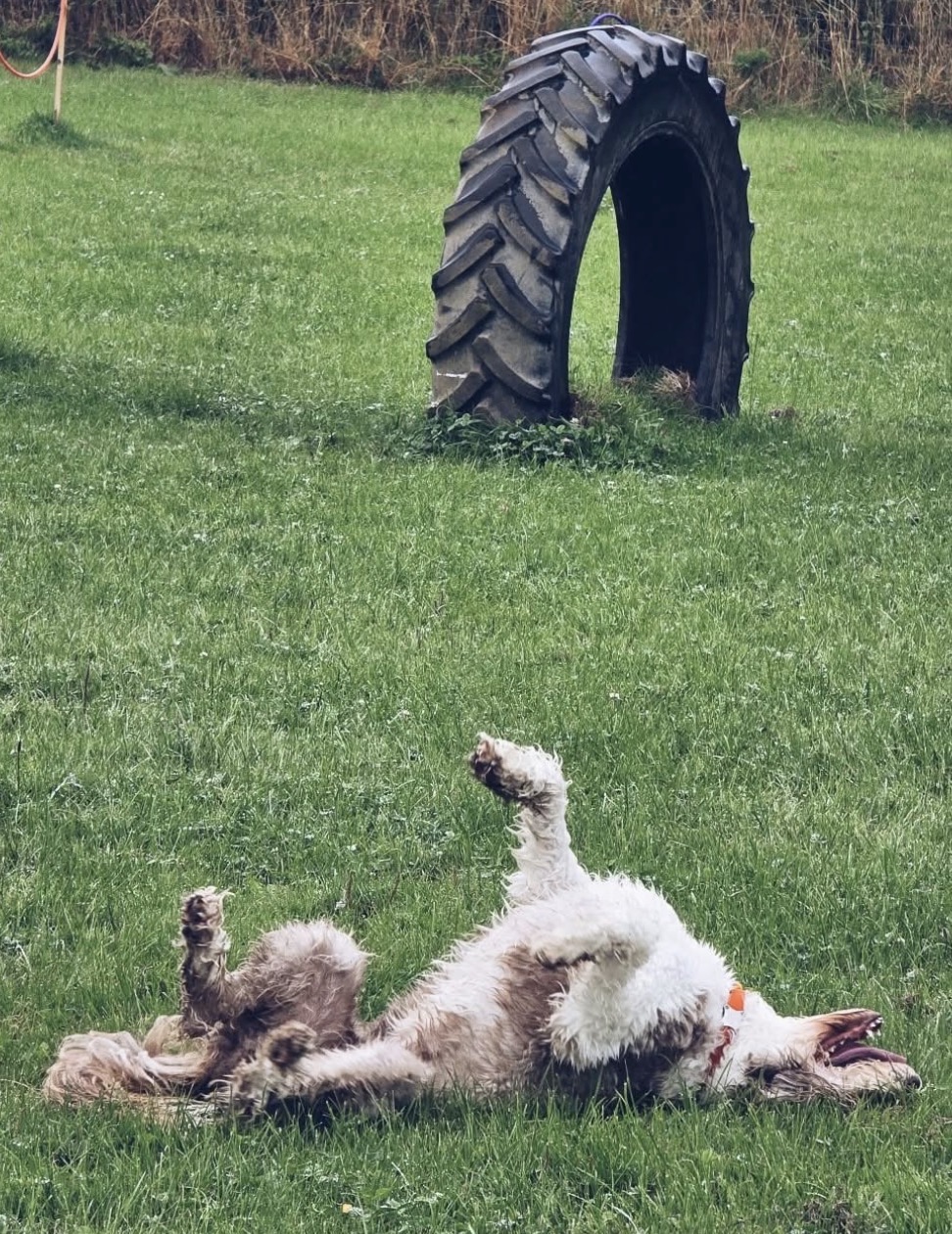 Dog rolling by tyre