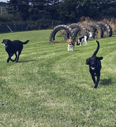 Group of dogs by tyres