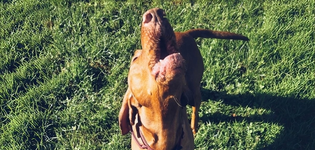 Dog howling at Wags n Whiskers
