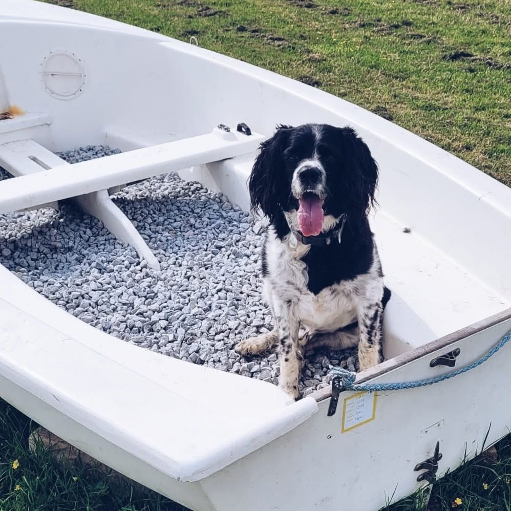 Dogs on agility course