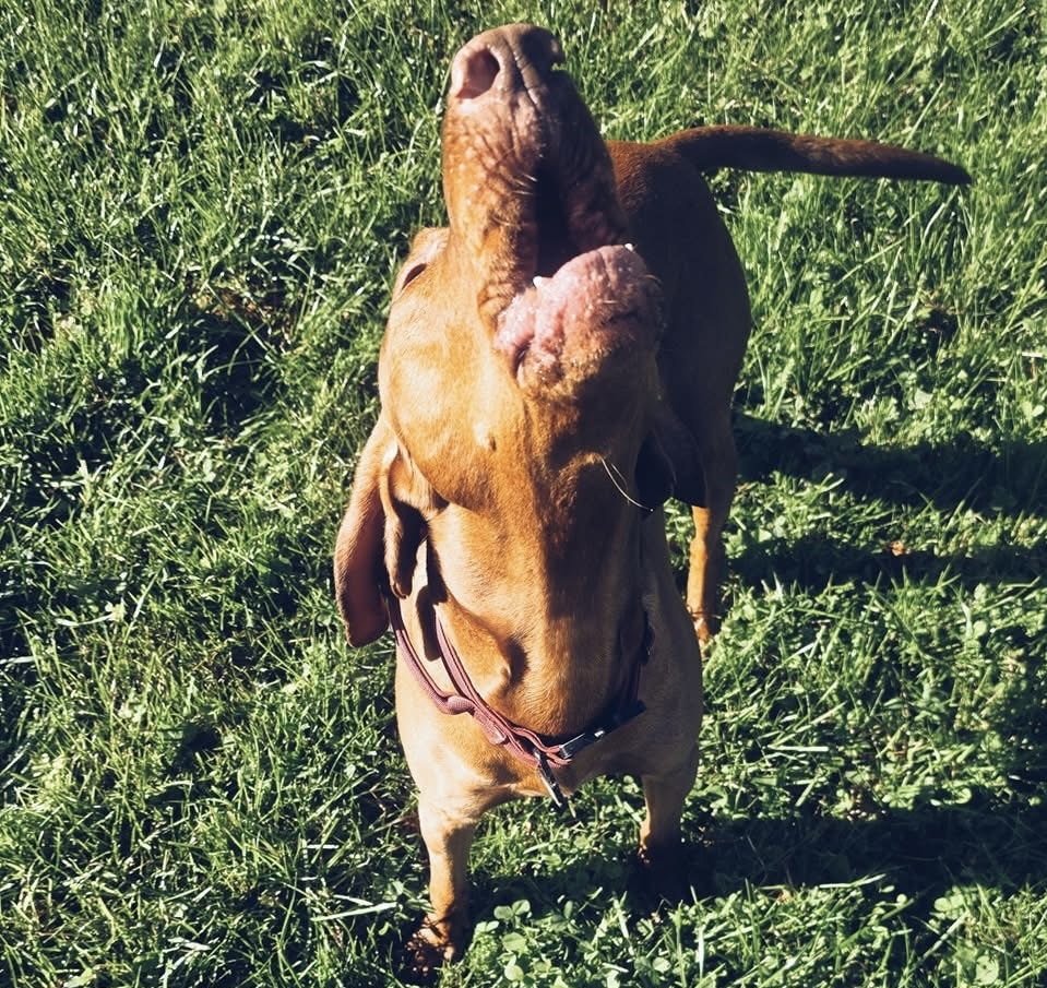 Happy dogs at Wags n Whiskers