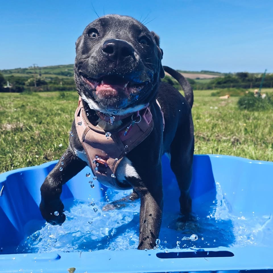 Dog splashing in pool