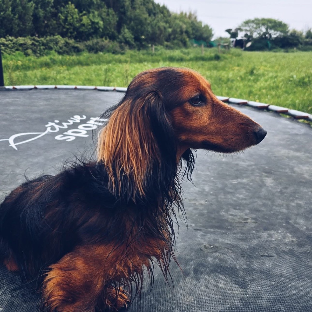 Dachshund on tyre