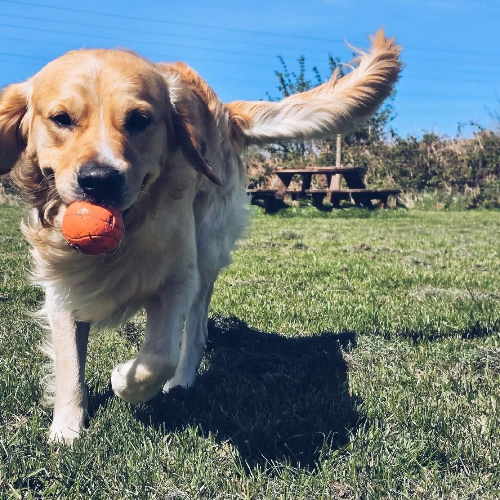 Golden retriever with ball