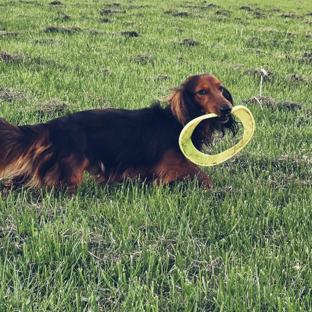 Dachshund with frisbee