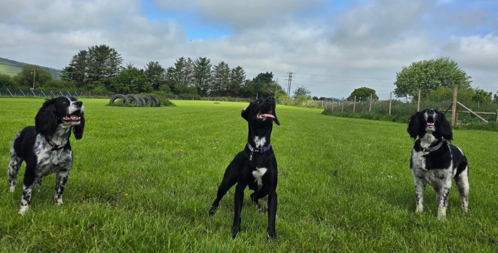 Three dogs playing in the field