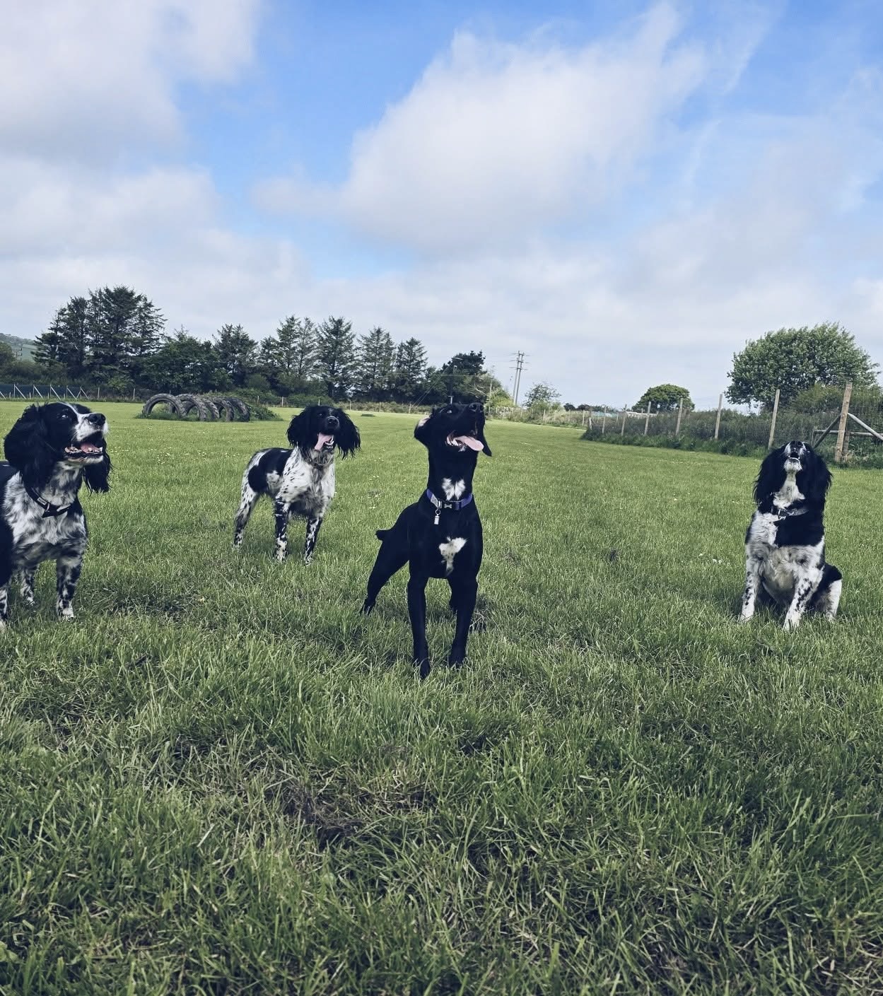 Four spaniels in field