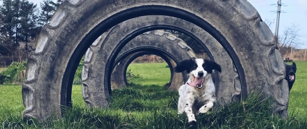 Dog running through tyres