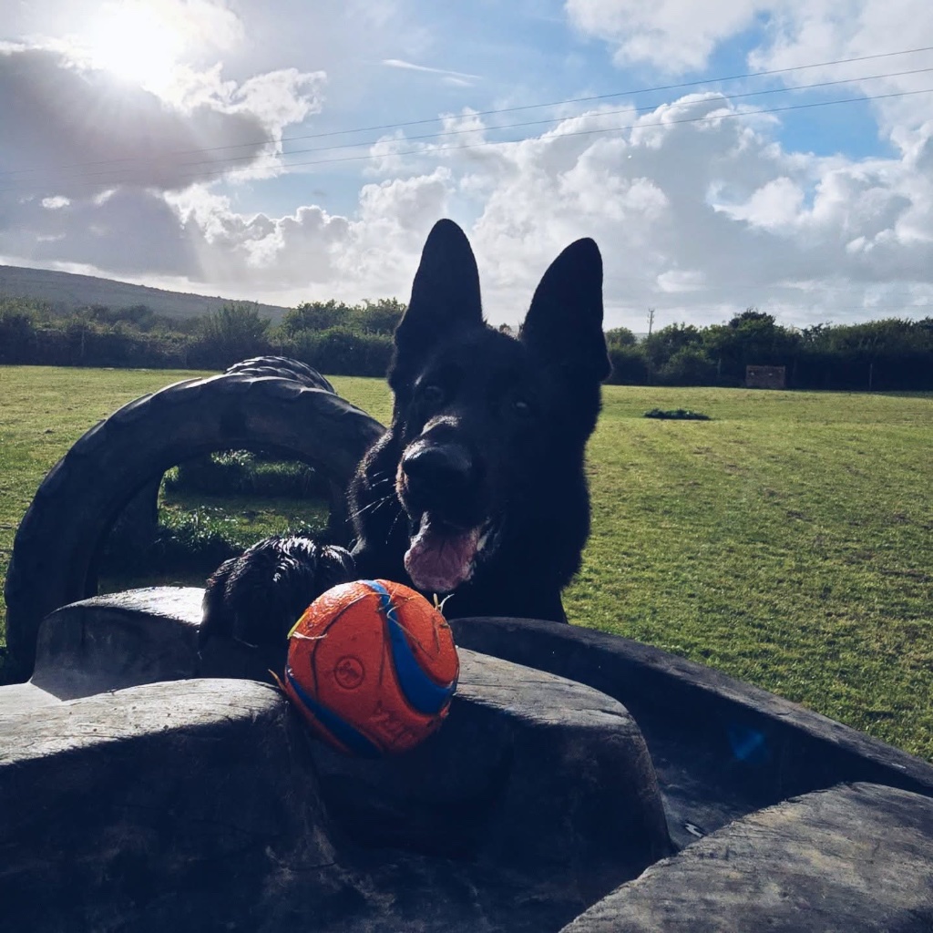 Dog by tyre