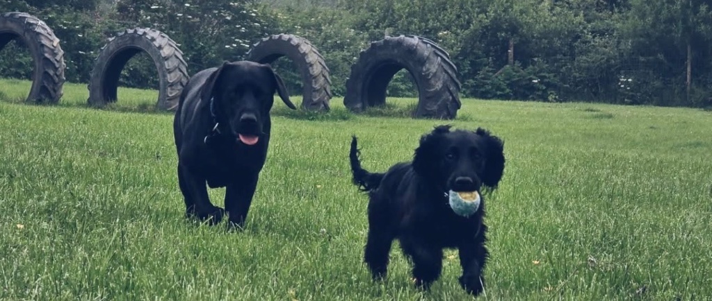 Dogs enjoying a countryside walk
