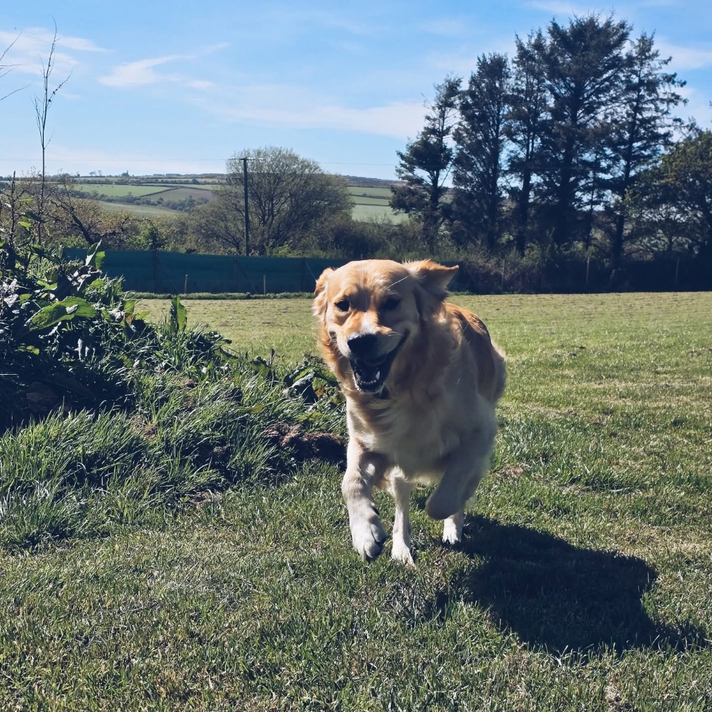 Dogs on agility field