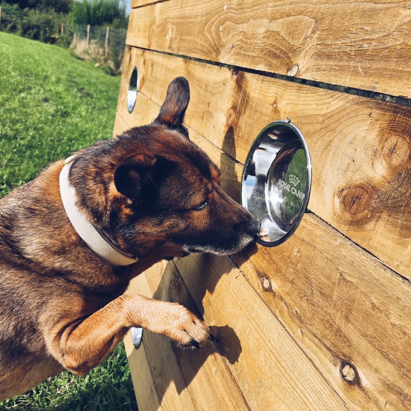 Dog in sunshine