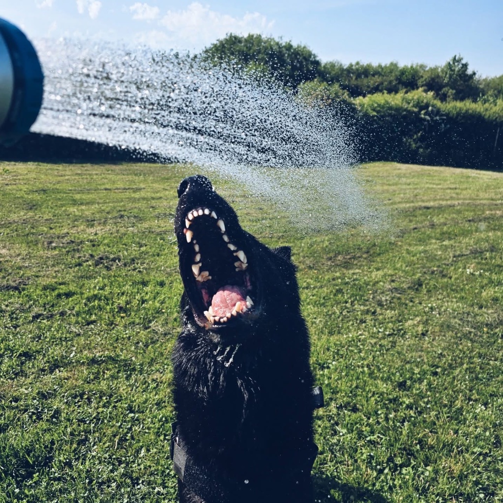 Dog catching hose water