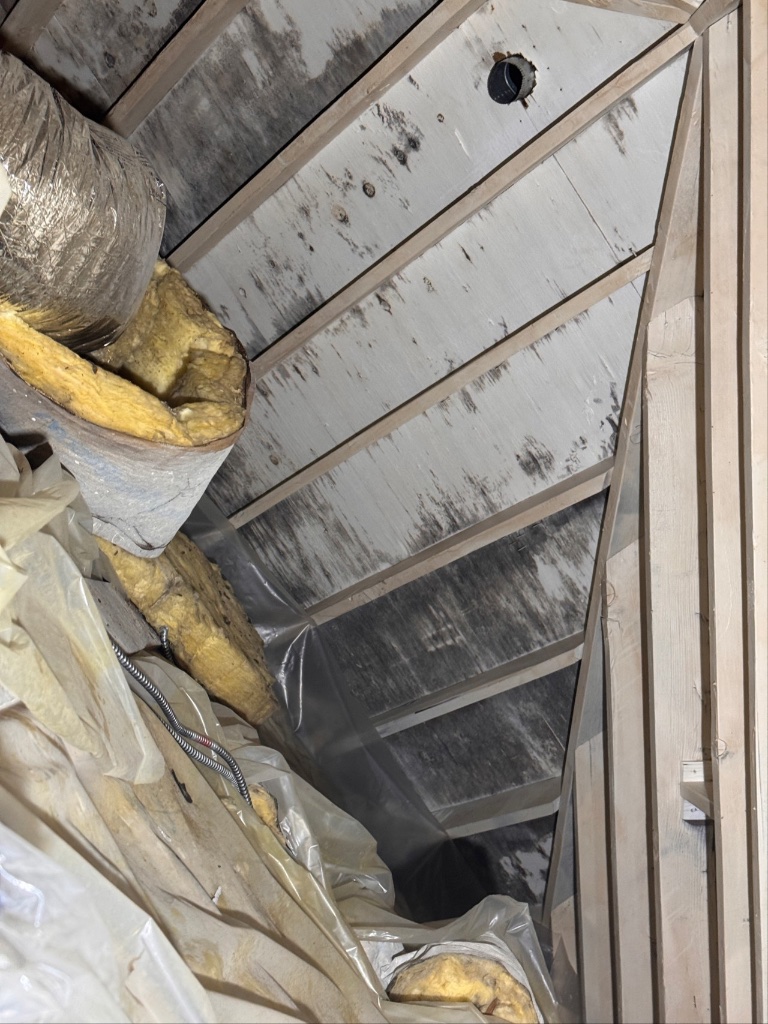 Attic Mold Growth — Before
