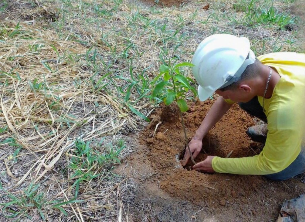 Plantio de muda nativa em campo