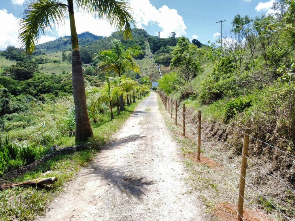 Área reflorestada com estrada rural e palmeiras