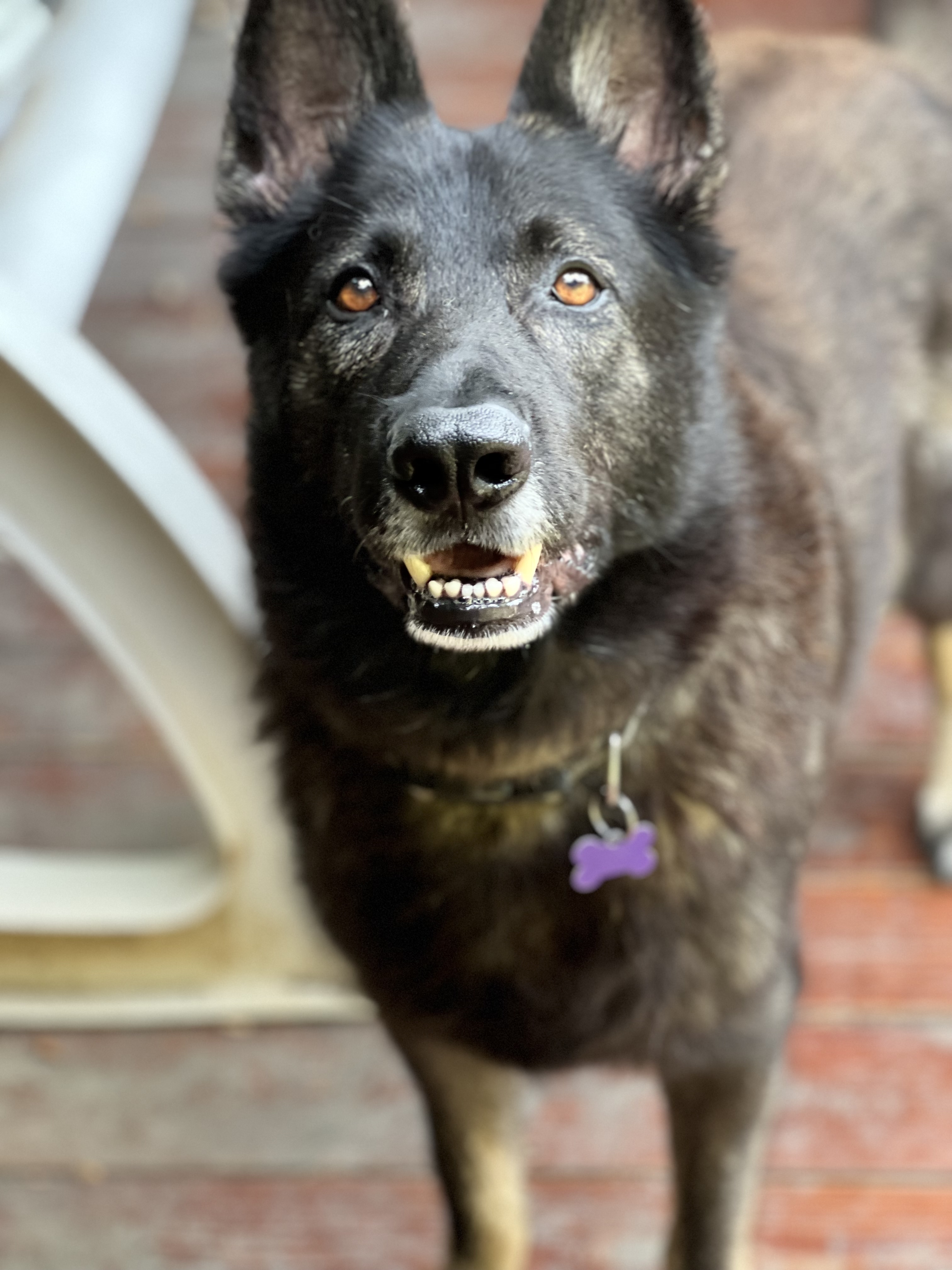 Echo, the dark sable German Shepherd whose story inspired MyEcho