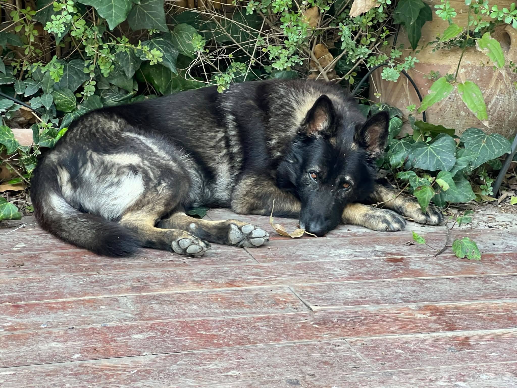 Echo resting beside green plants