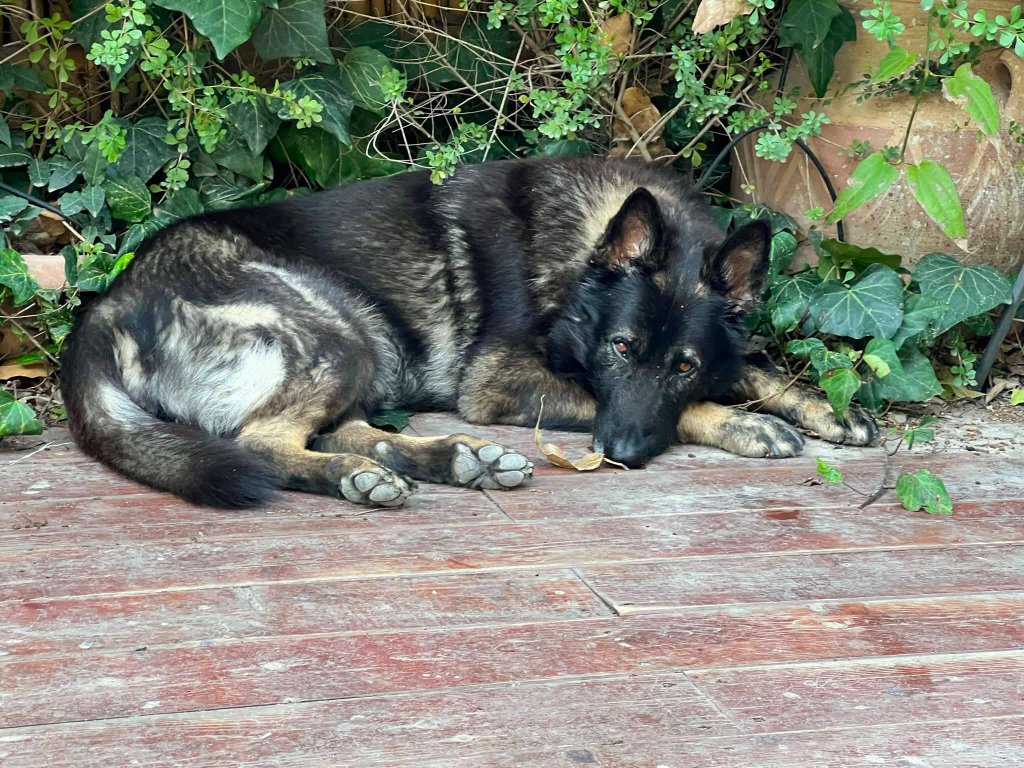 Echo the German Shepherd, inspiration behind the MyEcho pet safety app