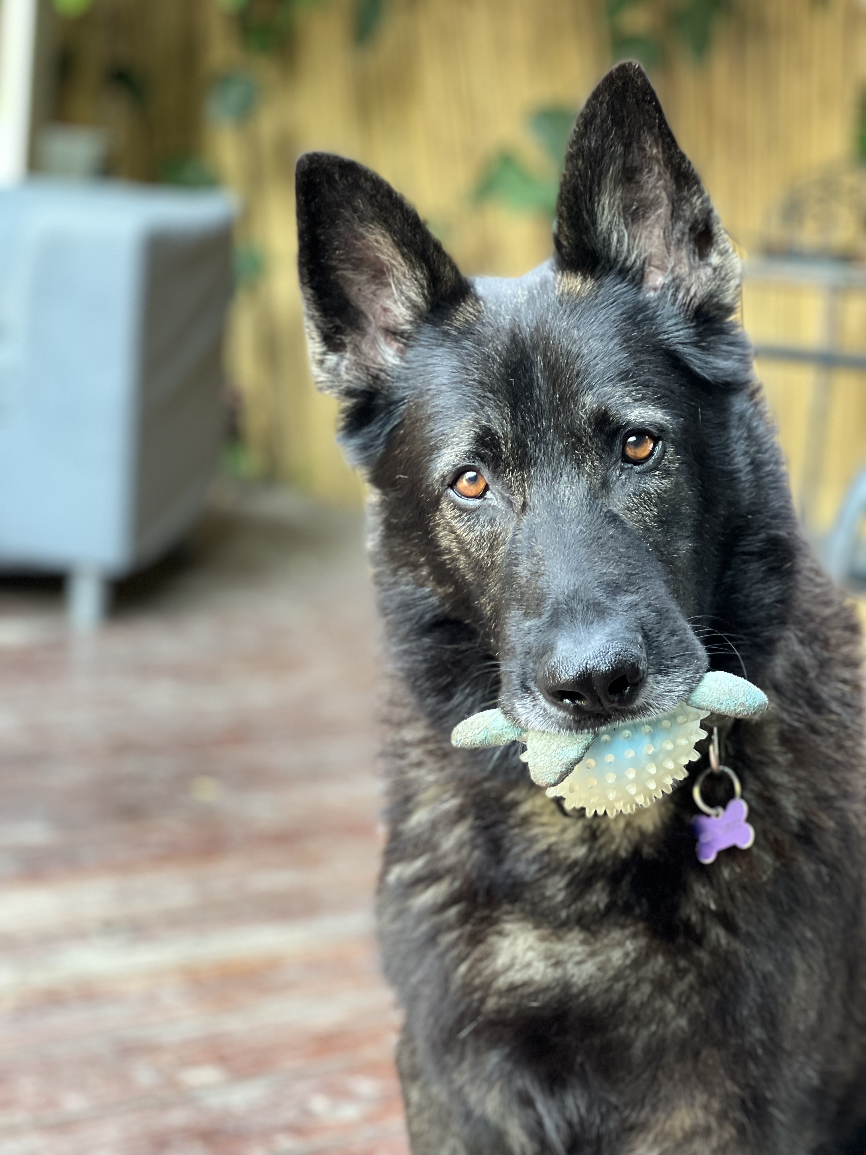 Echo, the German Shepherd whose life inspired MyEcho
