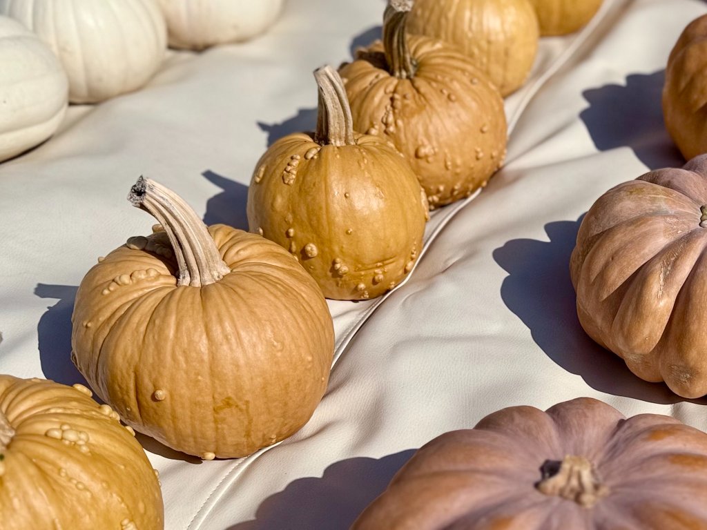 Assorted heirloom pumpkins styled in warm sunlight