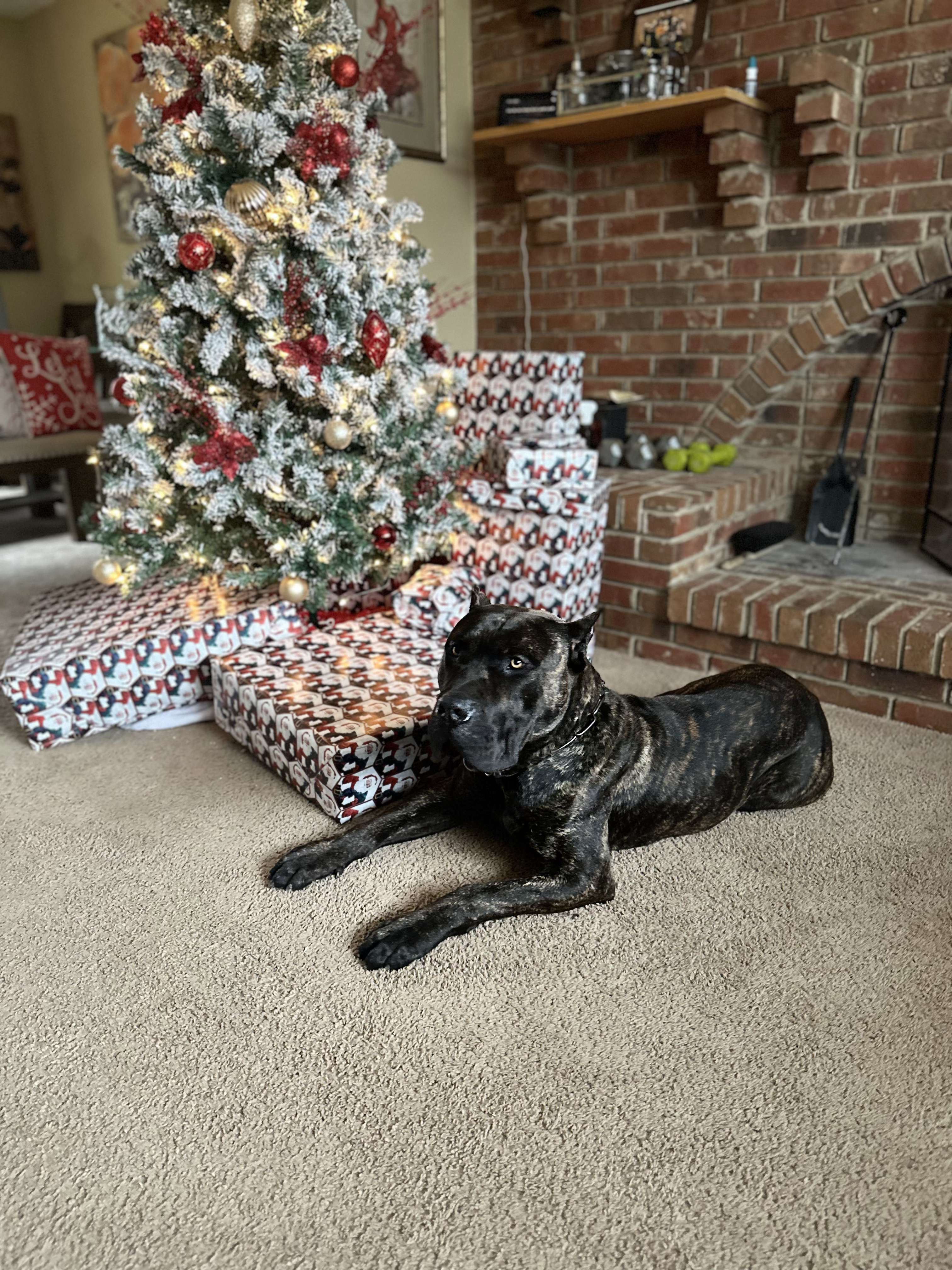 Cane Corso relaxed at home by the fireplace