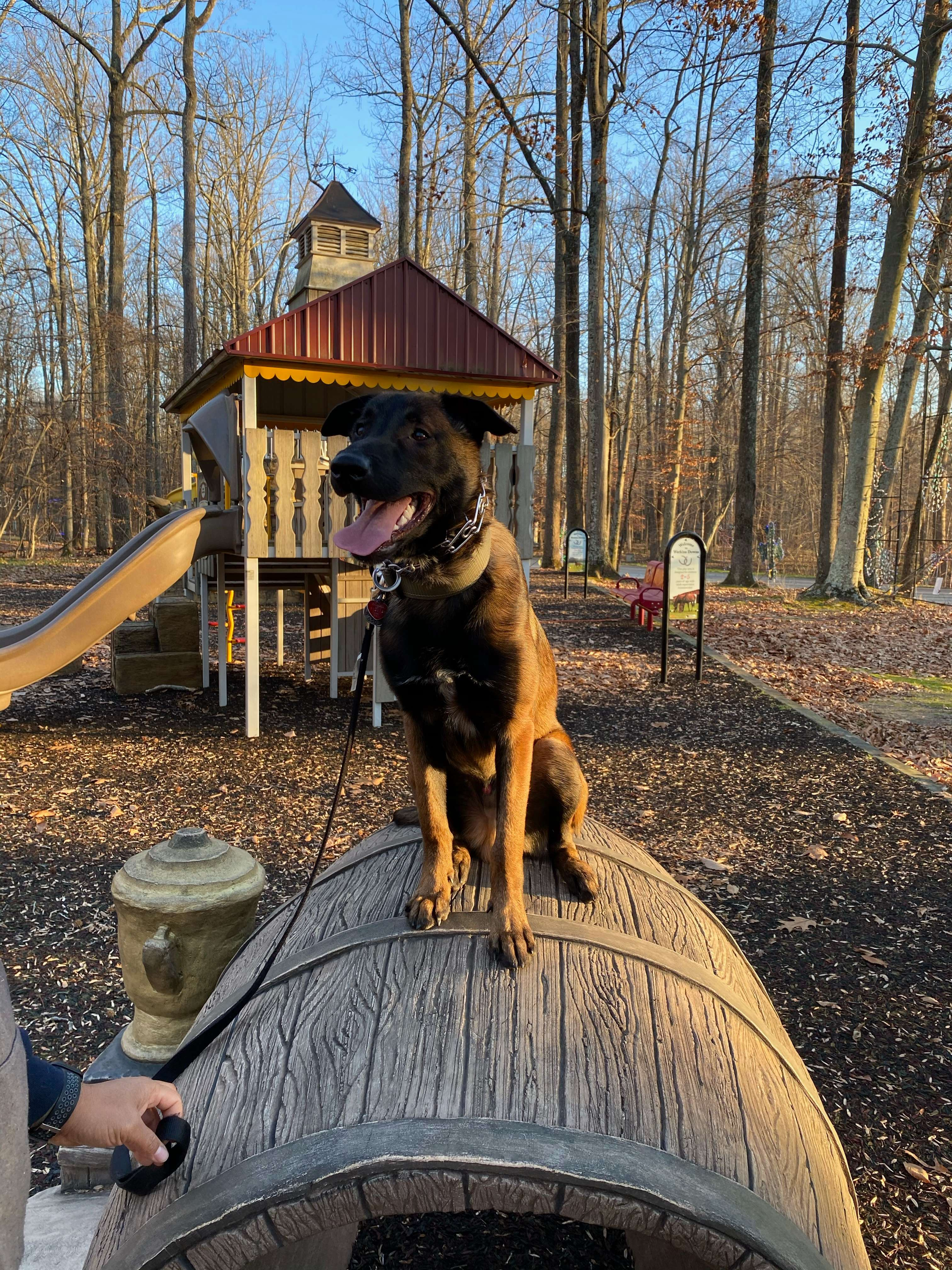 Confident dog holding position on a playground obstacle