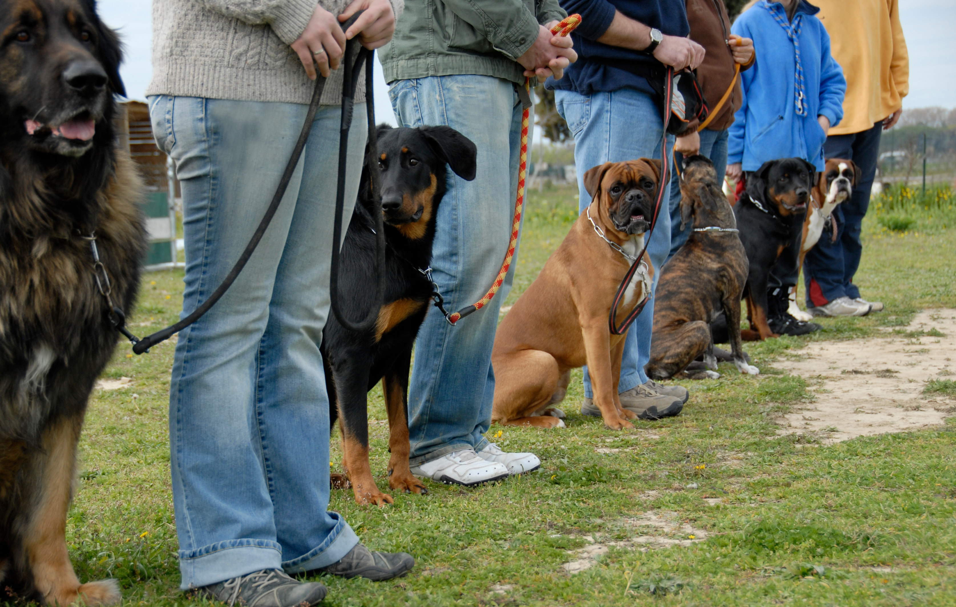 Group training class with multiple handlers and breeds