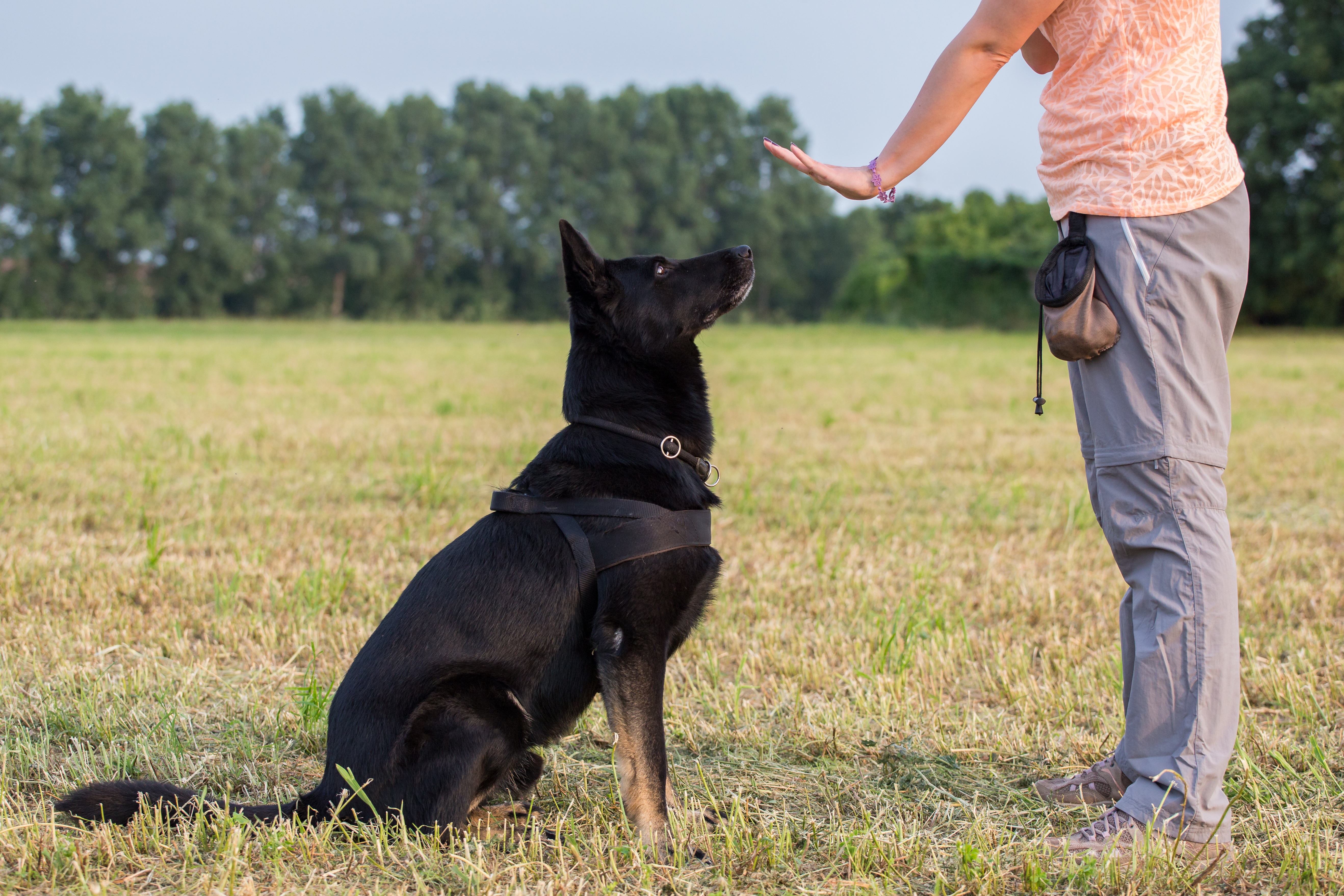 301 K-9 trainer standing with a black dog in a field