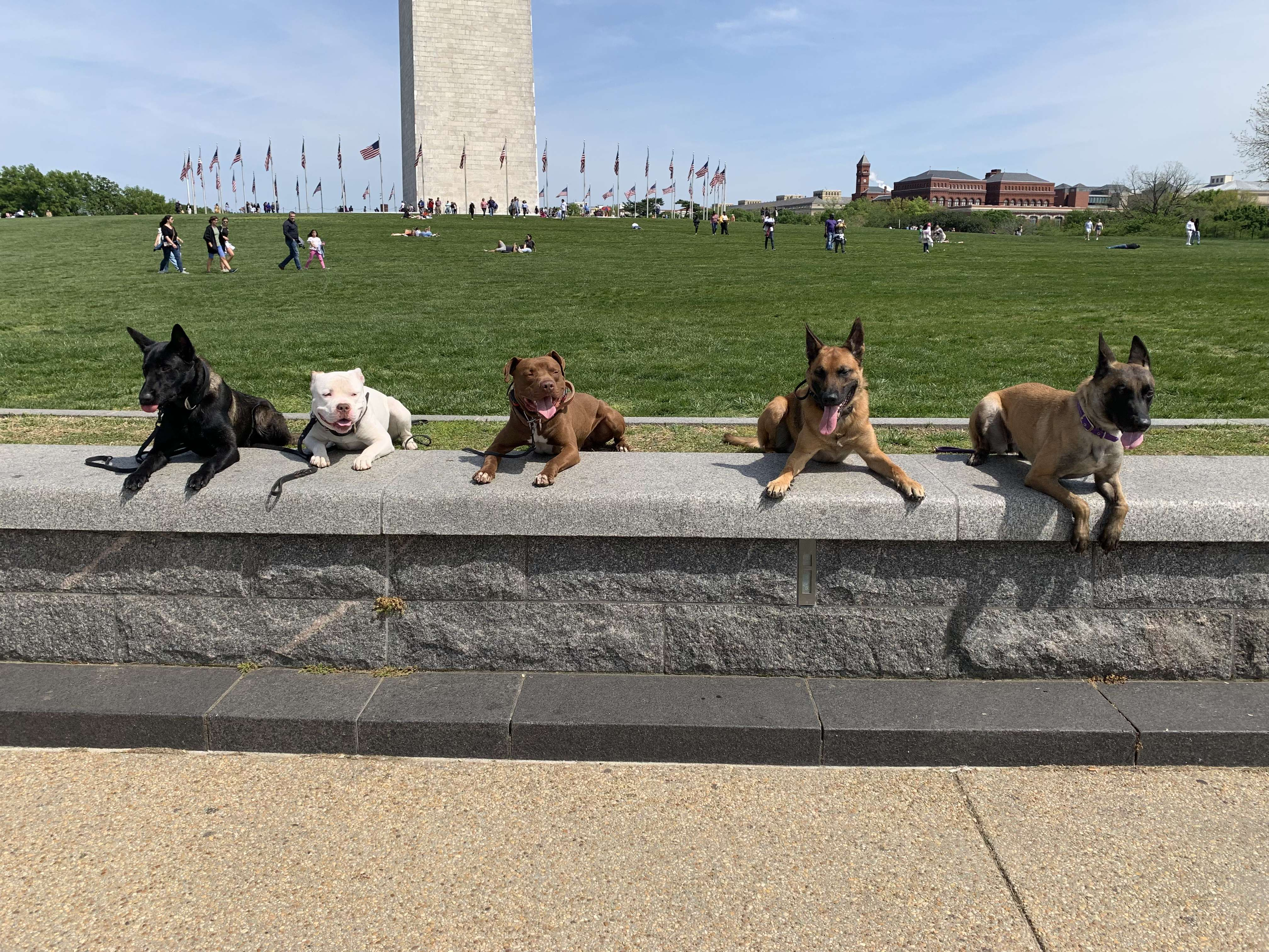Five trained dogs holding a steady place on a wall in unison